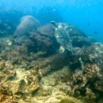 Phuket: Night Dive with Coral Reef - What to Expect on Your Night Dive