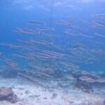 Phuket: Scuba Dive Racha and Coral Islands with Snorkeling Tour - The Value of the Tour