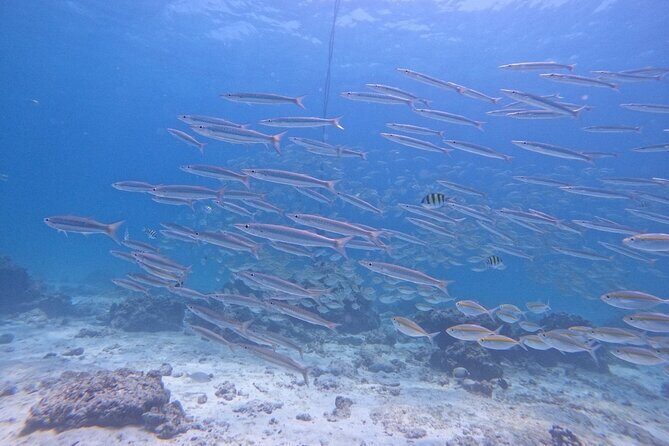 Phuket: Scuba Dive Racha and Coral Islands with Snorkeling Tour - The Value of the Tour