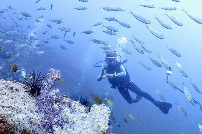 Phuket Scuba Diving Phi Phi Islands (Certified Divers Only) - Itinerary Breakdown and Experience Details