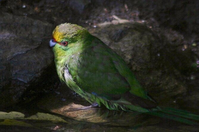 Picton Shore Excursion Kaipupu Sanctuary Water Taxi - The Value of the Experience