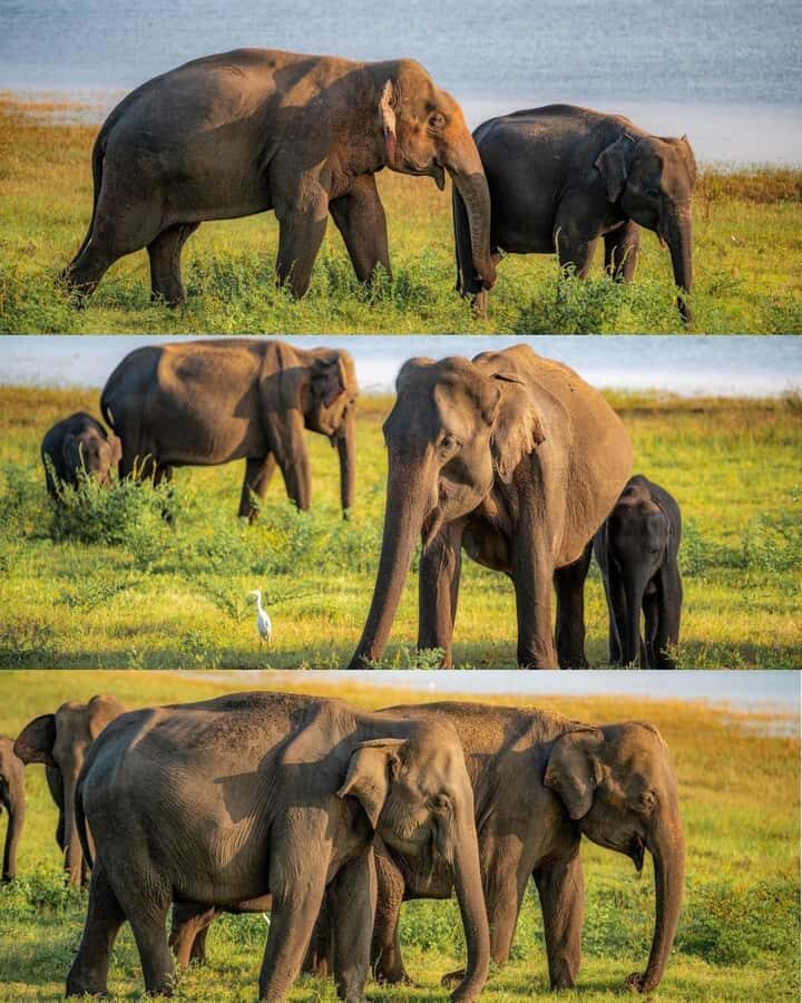 Pidurangala Rock Hike & Hurulu Eco Park Elephant Safari - Final Thoughts on Value and Experience