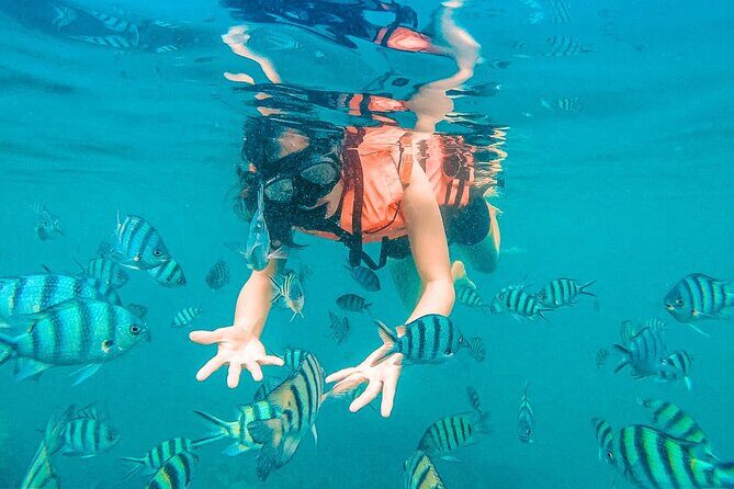 Pig Island (Koh Mudsum) and Koh Tan Tour with Meal from Koh Samui - Who Will Love This Tour?