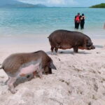 Pig Island & Koh Tan Tour by Speed Boat (Snorkeling & Kayaking) - What’s Included & What’s Not