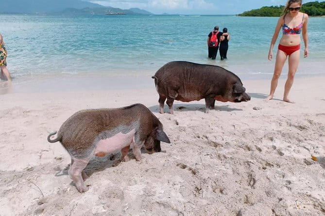 Pig Island & Koh Tan Tour by Speed Boat (Snorkeling & Kayaking) - What’s Included & What’s Not