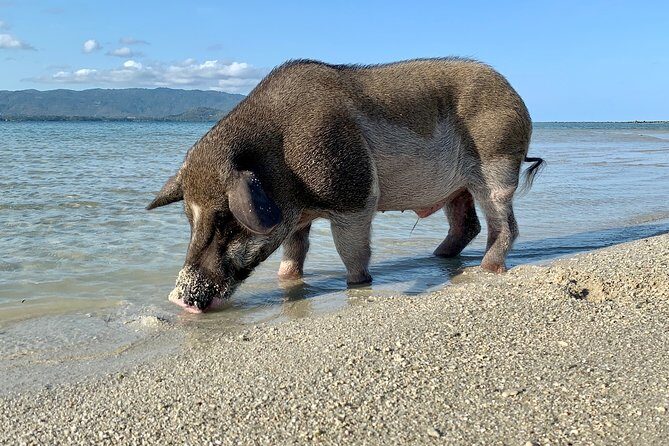 Pigs Island exclusive Semi VIP - Exploring Koh Taen and Laem Sor Pagoda  
