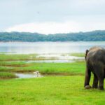 Polonnaruwa Ancient City & Minneriya Safari Full-Day Tour - Transport & Group Dynamics