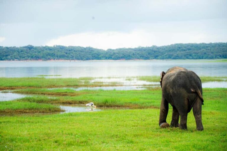 Polonnaruwa Ancient City & Minneriya Safari Full-Day Tour - Transport & Group Dynamics