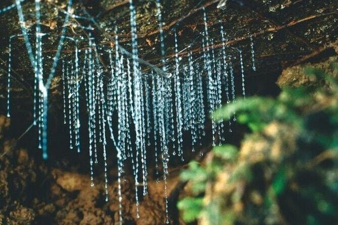 *Popular Tour* - Bay of Islands: Nature Adventure - 4hrs - The Value of This Tour