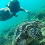 Port Barton: Island Hopping to Turtle Spot & Reef with Lunch - Detailed Itinerary Breakdown