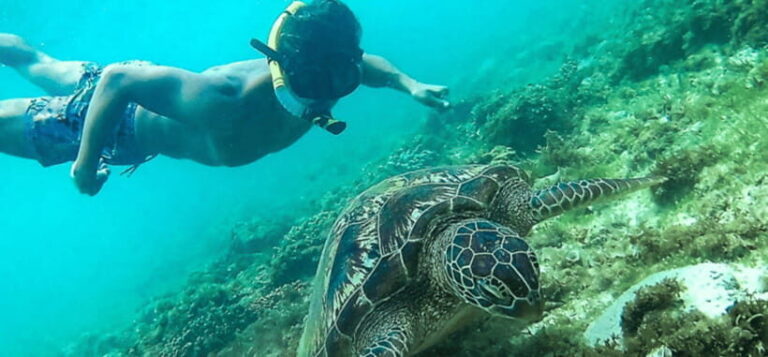 Port Barton: Island Hopping to Turtle Spot & Reef with Lunch - Detailed Itinerary Breakdown