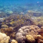 Port Douglas: Low Isles Reef Snorkeling Tour - Why This Tour Stands Out