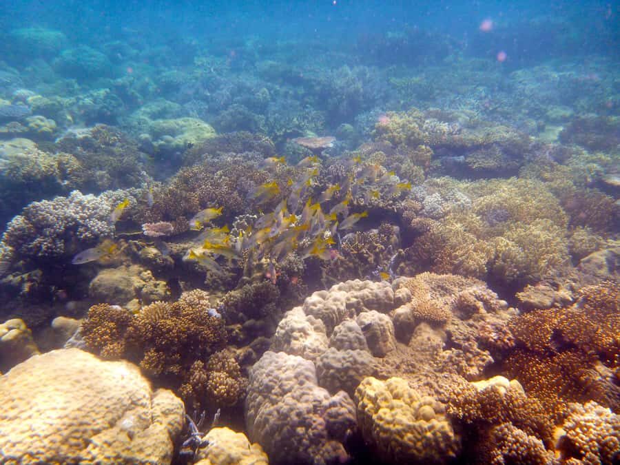 Port Douglas: Low Isles Reef Snorkeling Tour - Why This Tour Stands Out