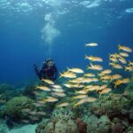 Port Douglas: Poseidon Outer Barrier Reef Dive and Snorkel - The Experience and Atmosphere