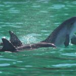 Port Stephens: Dolphin Watch & Eco Adventure - The Value of the Experience