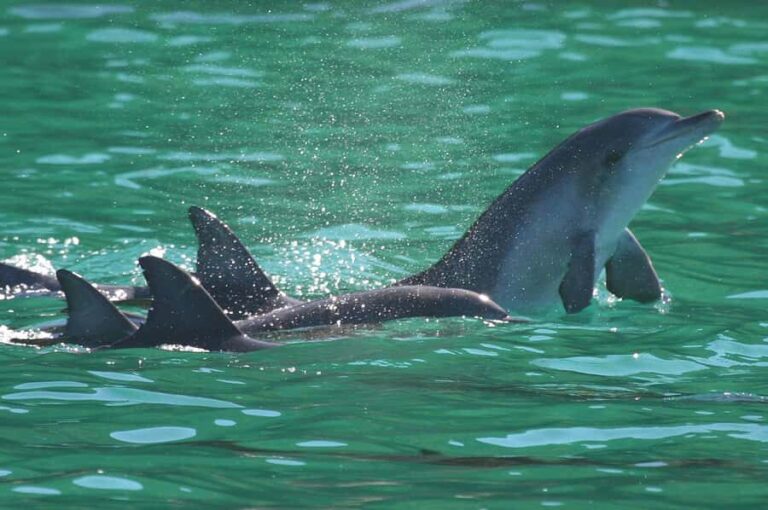Port Stephens: Dolphin Watch & Eco Adventure - The Value of the Experience
