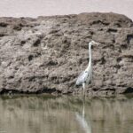 Private 3 Day Adventure through Dholavira and White Desert Rann - Authentic Experiences and Hidden Gems