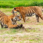 Private 4-Day Tiger Safari and Golden Triangle Tour from Delhi - What Makes This Tour Stand Out?