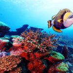 Private 90 Minute Snorkel Tour at Anse Cochon Marine Reserve - Who Is This Tour Best For?