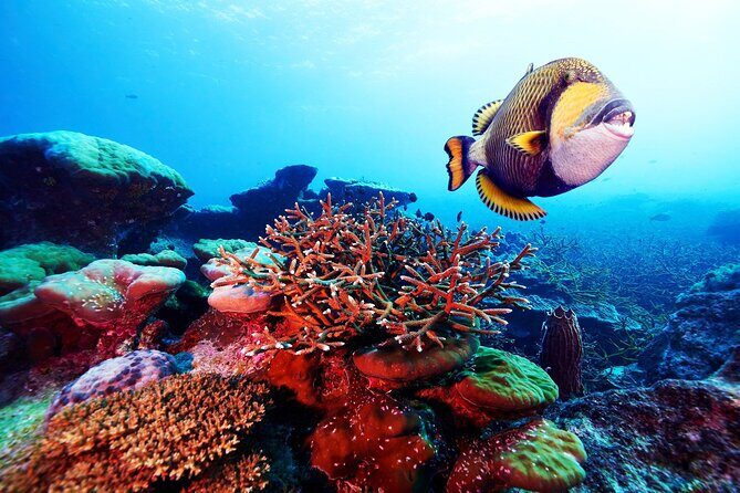 Private 90 Minute Snorkel Tour at Anse Cochon Marine Reserve - Who Is This Tour Best For?