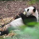 Private Chengdu Panda Base Tour with Hotel Pickup - Practical Details and Tips
