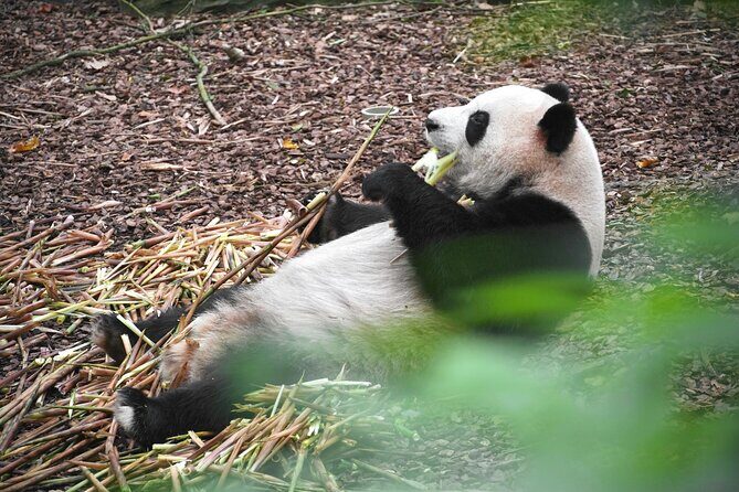 Private Chengdu Panda Base Tour with Hotel Pickup - Personalized Attention and Local Insights