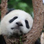 Private Chengdu Panda Breeding Research Base Ticket and Guide opt - Good To Know