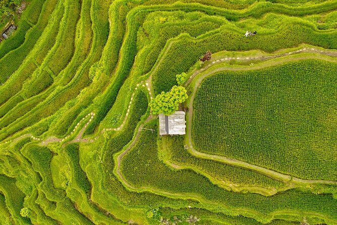 Private Customize Ubud Day Tour With Experienced Driver - Why We Think This Tour Offers Great Value