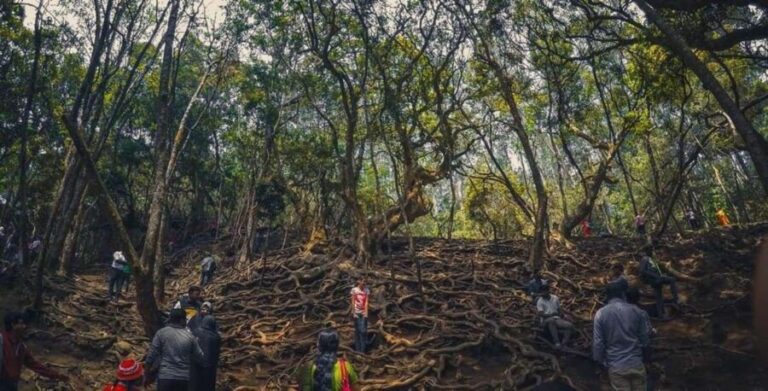 Private Day Tour : From Madurai to Enchanting Kodaikanal - Why This Tour Offers Great Value