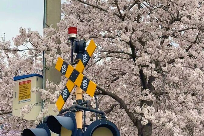 Private Day Trip From Busan to Nearby Cherry Blossom Hotspots - Authentic Traveler Insights