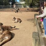 Private Day Trip to Featherdale, Scenic World and Three Sisters - Who Is This Tour Best For?