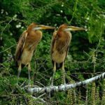 Private Excursion Trip to Bharatpur's Keoladeo National Park From Delhi - Why This Tour Offers Good Value