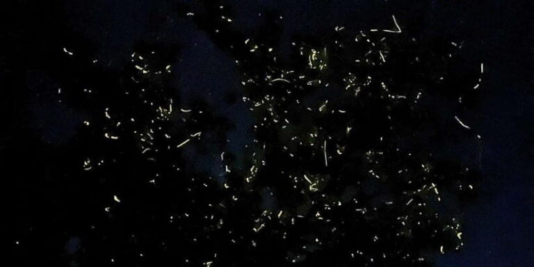 Private Firefly Watching Night Cruise on Bohol Abatan River - The Highlights of the Tour