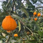 PRIVATE Flexible Tour Cruise Ship international ferry terminal - In-Depth Look at the Itinerary