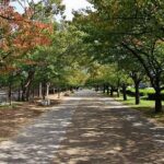 Private Full Day Himeji and Kobe Day Tour - Transportation and Comfort