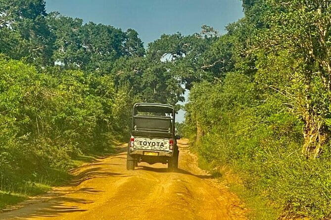 Private Full Day Udawalawe Safari Trip with Lunch - The Practical Side: Price, Timing, and Value