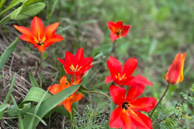 Private Guided Alamedin Gorge Tour - Who Should Book This Tour?
