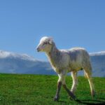 Private Guided Tour of Gulmarg from Srinagar - What to Expect from the Itinerary