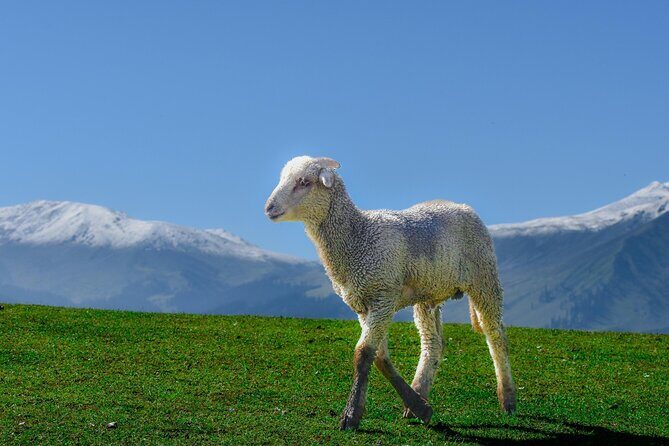 Private Guided Tour of Gulmarg from Srinagar - What to Expect from the Itinerary