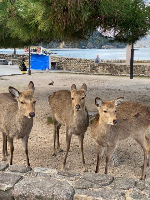 Private Hiroshima and Miyajima Tour with Licensed Guide - The Itinerary and What Makes It Special