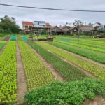 Private Hoi An Countryside biking, basket boat, herb gardens - An In-Depth Look at the Experience