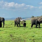 Private Jeep Safari at Minneriya and Kaudulla National Parks - Practical Tips for Your Safari