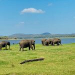 Private Jeep Safari at Minneriya and Kaudulla National Parks - The Guides: Knowledge and Enthusiasm