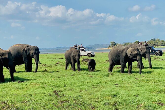 Private Jeep Safari at Minneriya and Kaudulla National Parks - Practical Tips for Your Safari  