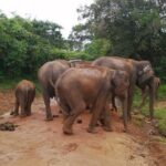 Private Jeep Safaris Tour in Yala National Park - Why Choose a Private Jeep Safari?