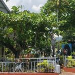 Private Kingston and Bob Marley Museum Tour from Ocho Rios - The Sum Up