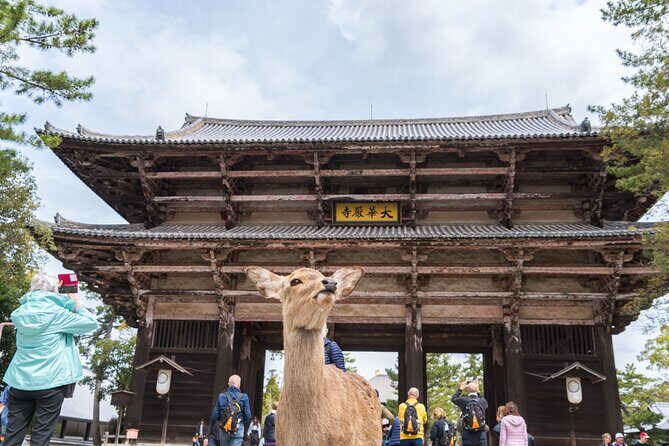 Private Kyoto Tour by Car with Optional Nara or Osaka Add-Ons - The Experience: Comfort, Flexibility, and Local Insights