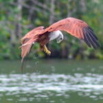 Private Langkawi Mangrove Forest Boat Tour Tg Rhu with Lunch - What Makes This Tour Stand Out?