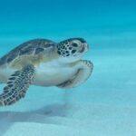 Private Luxury Boat Tour in Bonaire Customize Your Escape - The Sum Up