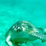 Private Luxury Catamaran Half Day Charter - What Makes This Tour Special?